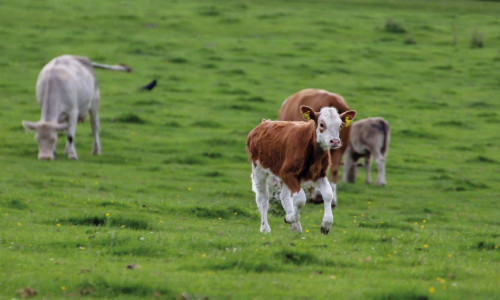 Spécial Mise à l'herbe
