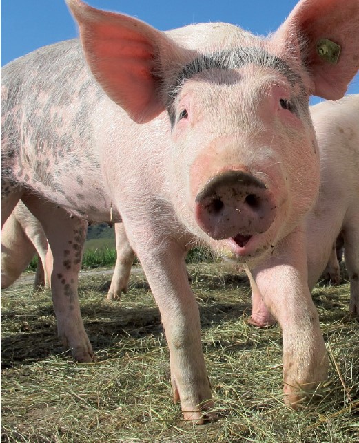 Élevage de porcs Des clôtures pour   répondre aux mesures de biosécurité