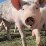 Élevage de porcs Des clôtures pour   répondre aux mesures de biosécurité