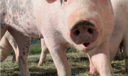 Élevage de porcs Des clôtures pour   répondre aux mesures de biosécurité