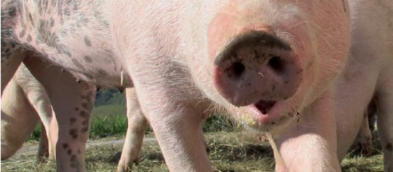 Élevage de porcs Des clôtures pour   répondre aux mesures de biosécurité