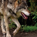 Le loup Point sur l’actualité