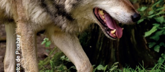 Le loup Point sur l’actualité