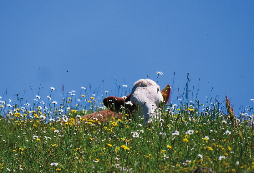 Point sur l'actualité du Pôle Santé Animale. Spécial printemps
