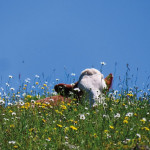 Point sur l'actualité du Pôle Santé Animale. Spécial printemps
