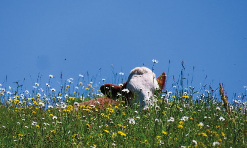 Point sur l'actualité du Pôle Santé Animale. Spécial printemps