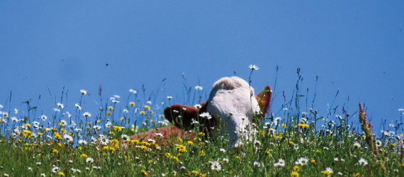 Point sur l'actualité du Pôle Santé Animale. Spécial printemps