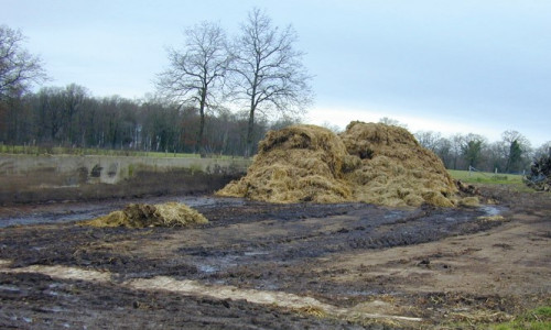 Maïs fourrage  Recommandations pour bien valoriser les engrais de ferme