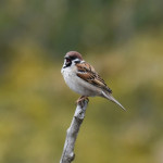 Comptez les oiseaux : Participez au défi