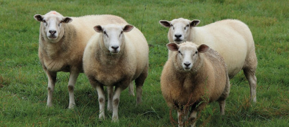 MYIASES à WOHLFAHRTIA MAGNIFICA  ET ESSAIS 2019 - Confirmation de l’intérêt  d’un programme complet de lutte