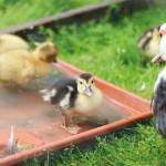 Le sexage dans l’oeuf du canard bientôt possible