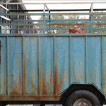 TRANSPORT ANIMAUX VIVANTS EN CAS DE CANICULE.  Interbev élabore un plan d'action pour informer les opérateurs des mesures à appliquer  pendant les épisodes de fortes chaleurs
