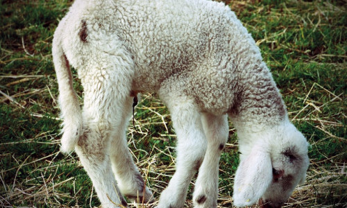 Le tétanos Rare,  mais à prendre au sérieux