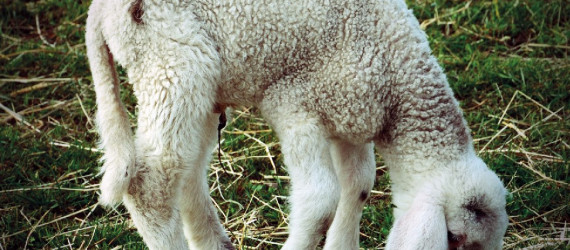 Le tétanos Rare,  mais à prendre au sérieux