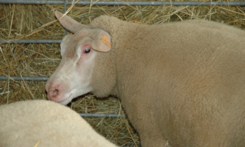 Le Cotentin Race herbagère  bien adaptée  aux climats doux, humides et venteux