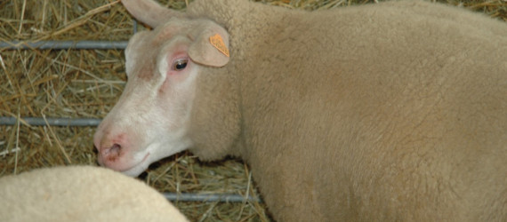 Le Cotentin Race herbagère  bien adaptée  aux climats doux, humides et venteux