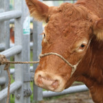 Sécuriser  les interventions  sur les bovins avec les nœuds d’attache