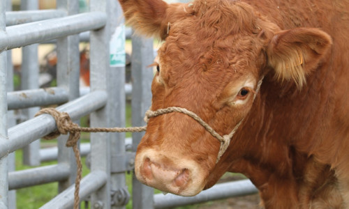 Sécuriser  les interventions  sur les bovins avec les nœuds d’attache
