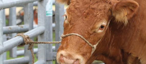 Sécuriser  les interventions  sur les bovins avec les nœuds d’attache