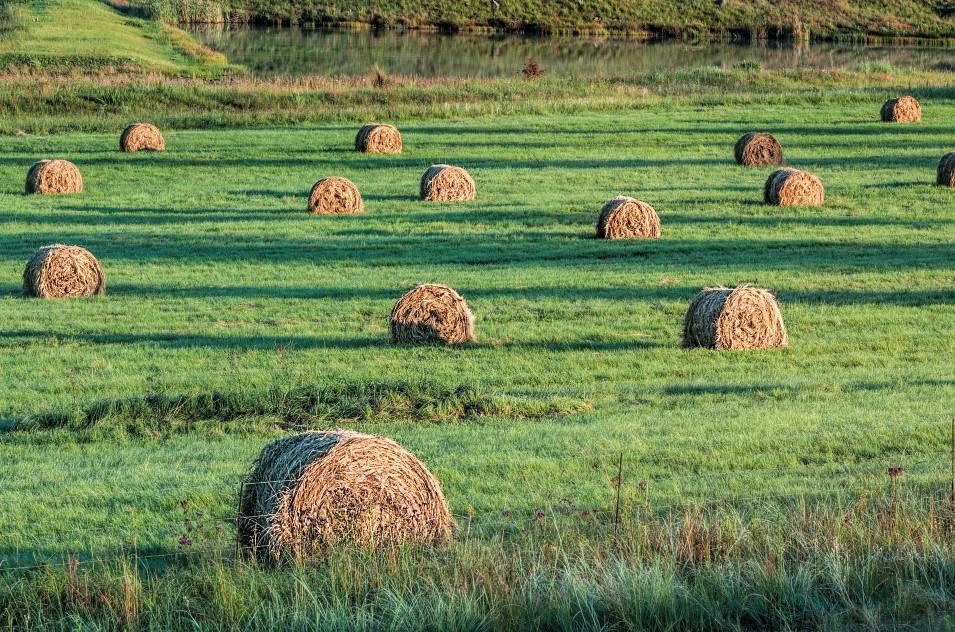 Comment  se rapprocher  de l’autonomie  fourragère