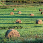 Comment  se rapprocher  de l’autonomie  fourragère