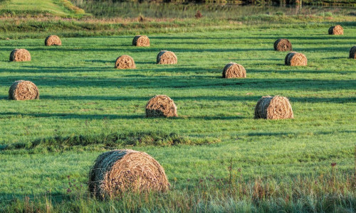 Comment  se rapprocher  de l’autonomie  fourragère