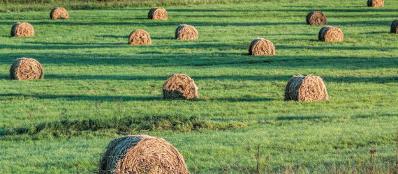 Comment  se rapprocher  de l’autonomie  fourragère