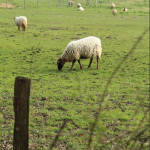 Près de 2 800 exploitations ovines engagées en agriculture biologique
