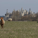L'écopaturage à Chambord