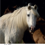 Gestion pratique  du vieux cheval