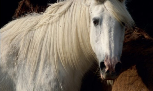 Gestion pratique  du vieux cheval