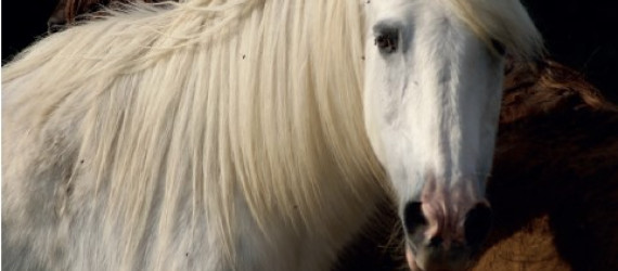 Gestion pratique  du vieux cheval