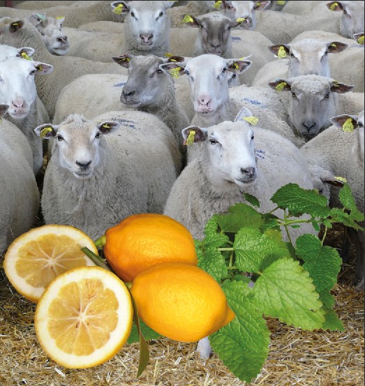 Radicaux libres  et antioxydants