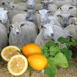 Radicaux libres  et antioxydants