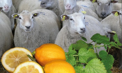 Radicaux libres  et antioxydants