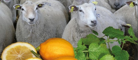 Radicaux libres  et antioxydants