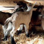 Allaiter ses chevreaux avec du lait maternel thermisé