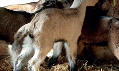 Allaiter ses chevreaux avec du lait maternel thermisé