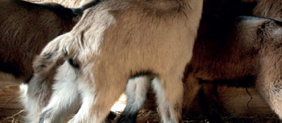 Allaiter ses chevreaux avec du lait maternel thermisé