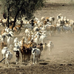 Peste  des petits ruminants