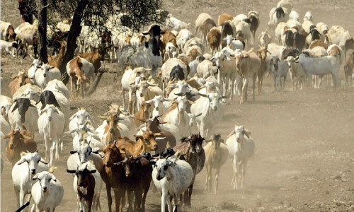 Peste  des petits ruminants