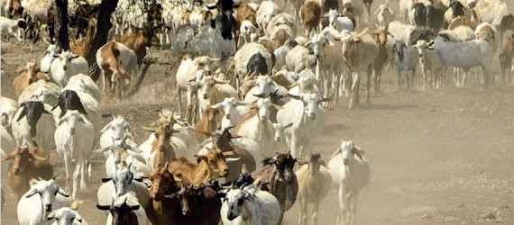 Peste  des petits ruminants