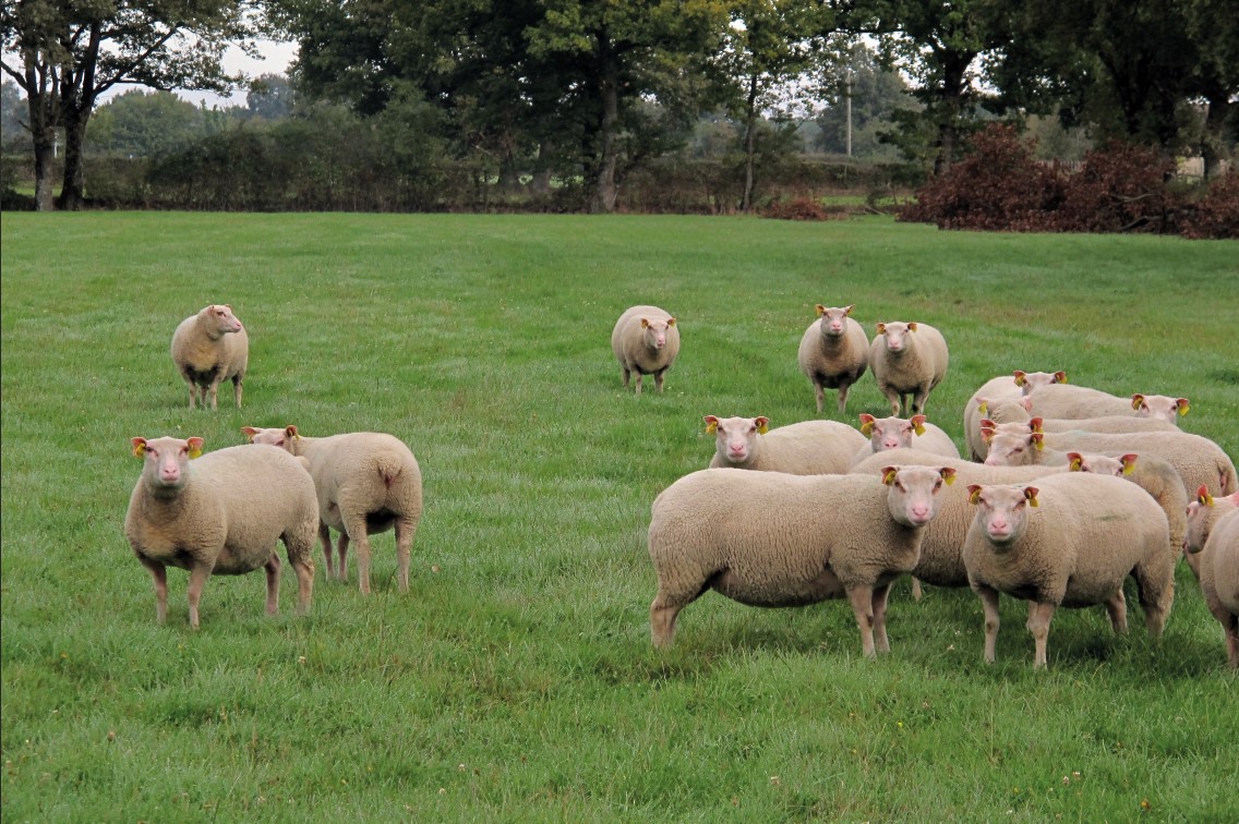 La Charmoise,  actualités  et tendances  d’une race ovine  résiliente