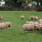 La Charmoise,  actualités  et tendances  d’une race ovine  résiliente