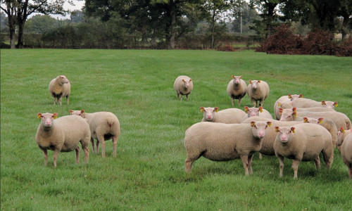 La Charmoise,  actualités  et tendances  d’une race ovine  résiliente