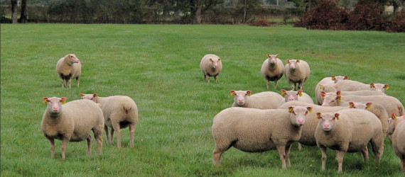 La Charmoise,  actualités  et tendances  d’une race ovine  résiliente