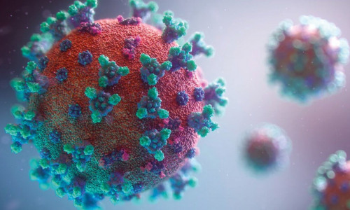 COVID-19  Pas de rôle des animaux  dans la propagation du virus