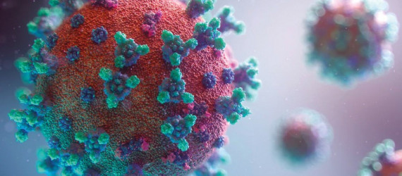 COVID-19  Pas de rôle des animaux  dans la propagation du virus