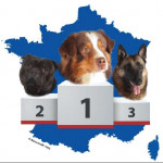 Le Berger Australien, chien de race préféré des Français