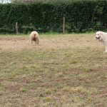 Recensement des chiens de protection des troupeaux : des données collectées aujourd’hui pour des chiens plus adaptés demain.